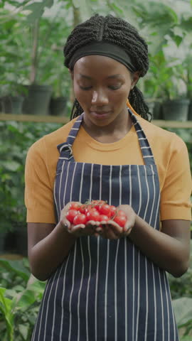 Happy young farmer african american cheerful woman in apron showing red ripe tomates and smiling. Professional greenhouse female worker. Concept for organics.