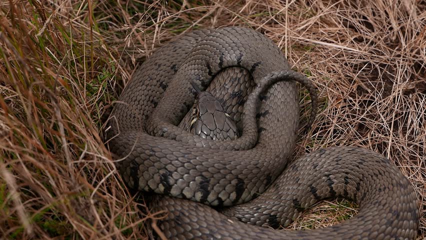 A Grass Snake, also known as a Barred Grass Snake, Natrix helvetica, 