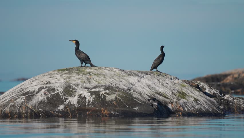 A pair of black cormorants flies off the small rocky island on the shores of the Atlantic.