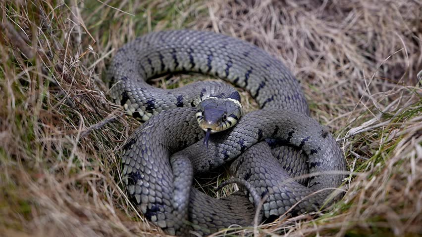 A Grass Snake, Natrix helvetica, coiled amongst vegetation and tasting the air with its tongue to detect a potential predator. This British species is also known as the Barred Grass Snake. UK