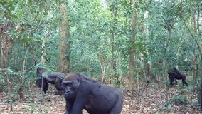 Rare troop of Gorilla spotted foraging in the  african jungle - Powered by Shutterstock - Get 15% off with code: PIKWIZARD15