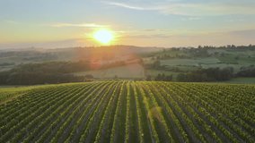 Aerial of Green Agriculture Vineyard in Rural Landscape at golden hour - Powered by Shutterstock - Get 15% off with code: PIKWIZARD15