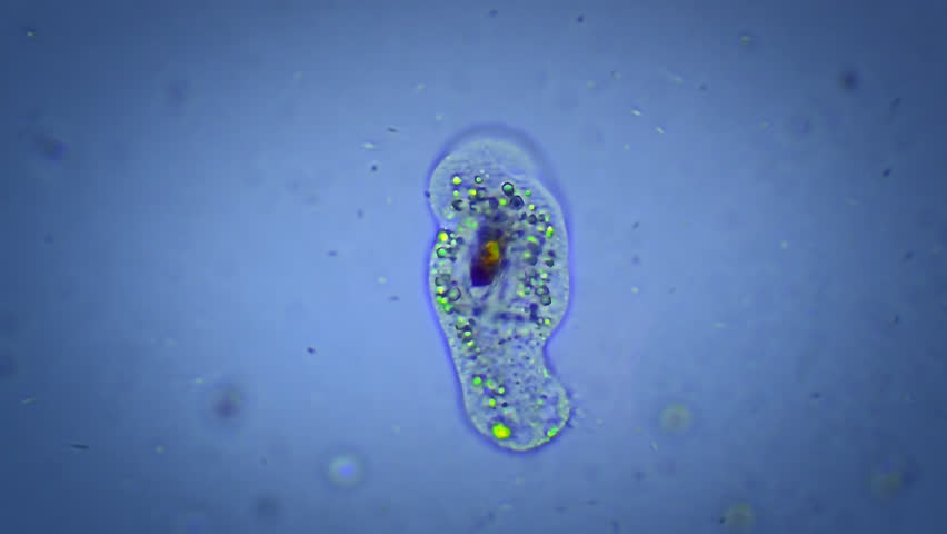 Micro organism Amoeba - magnification 40x