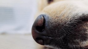Close-up of a golden retriever's nose showcases slow, rhythmic breathing during a peaceful sleep, highlighting the tranquility and comfort of a beloved pet in a serene indoor setting - Powered by Shutterstock - Get 15% off with code: PIKWIZARD15