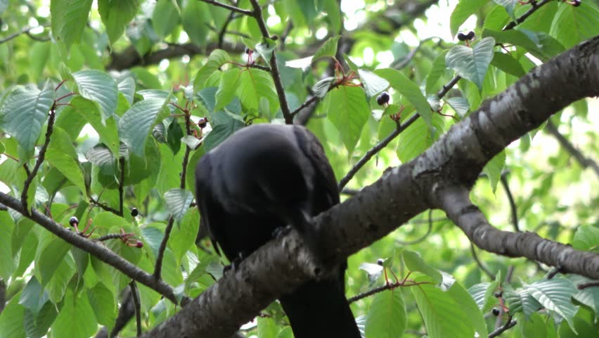 A crow perched on a branch
