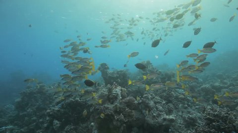 viewer swims through huge school silver Stock Footage Video (100% ...