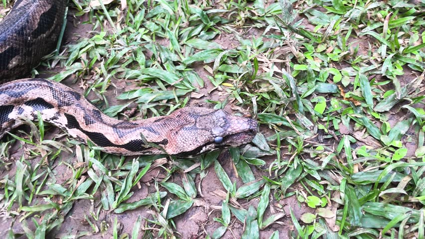Snake. Wildlife. Captivating view of a beautifully patterned boa constrictor exploring its natural habitat in lush greenery