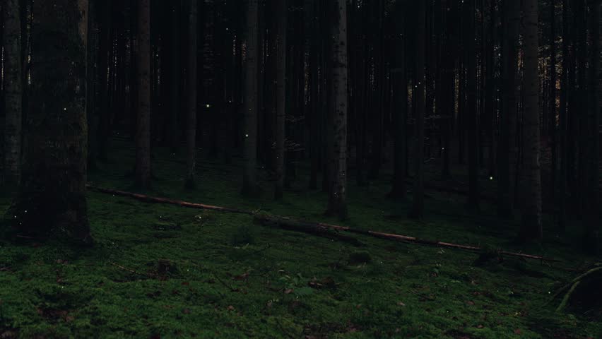 Dark night forest with fireflies animation.	
