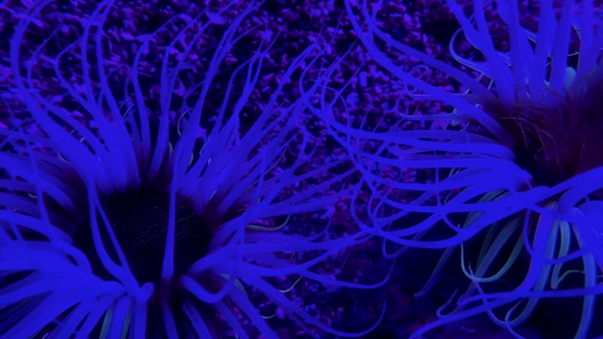 Sea anemone in natural environment close shot