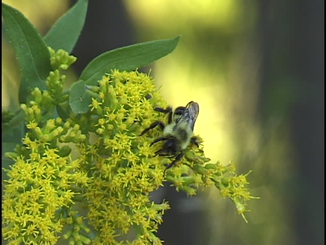 bee on flower