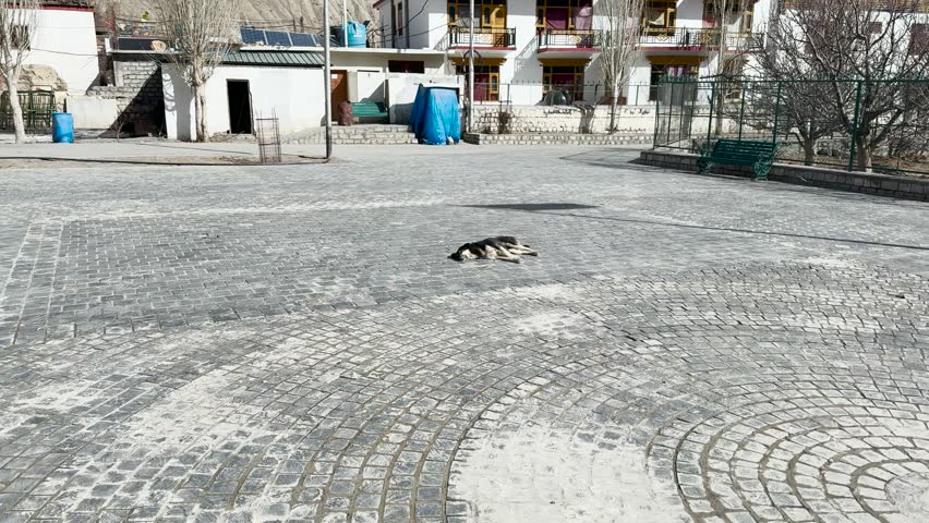 A Dog Resting Comfortably under the Sunlight in the Grounds of Tabo Village.