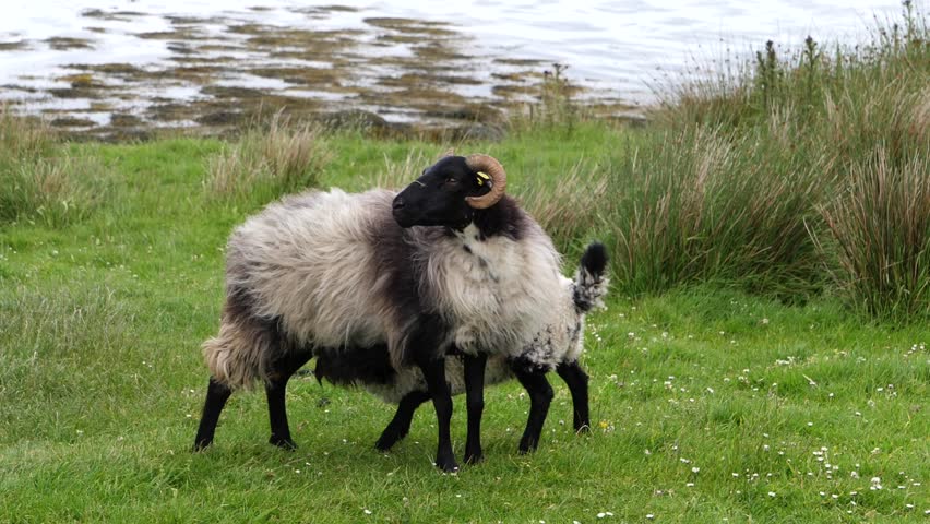 Slow motion sheep running off, lamb suckling. Achill Island, Mayo, Ireland