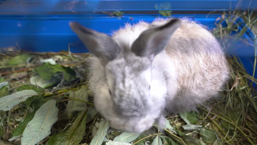 A grey rabbit is jumping around the cage. A rabbit in a cage with metal bars in the premises of the contact zoo, waiting to be transferred to the aviary. High quality 4k footage