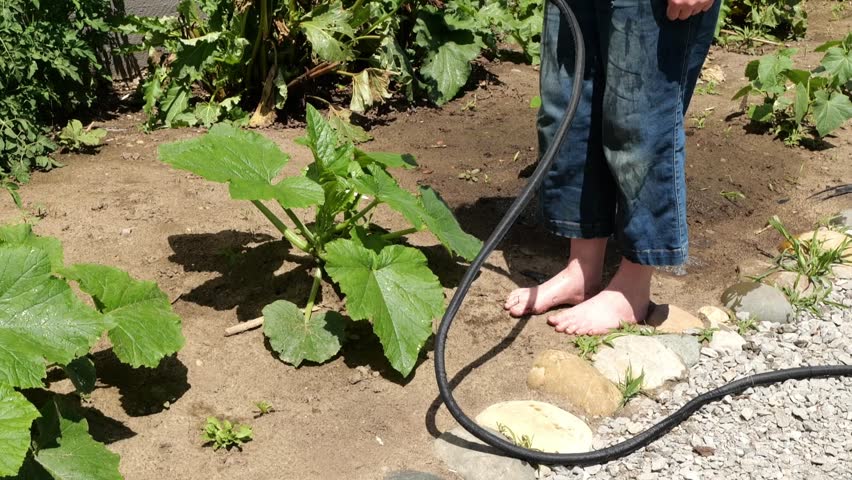 Close Up of Barefoot Child Watering Plants in the Garden on a Michigan Summer Day