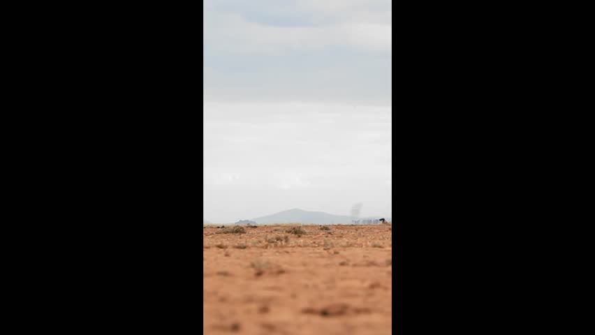 A group of elephants with baby are going in the deep forest.