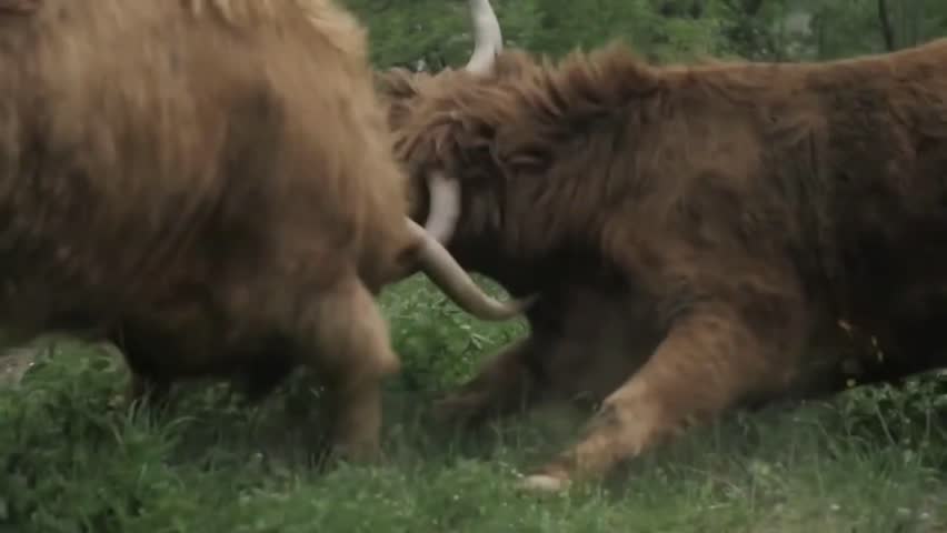 Two golden brow gaint ox Fighting