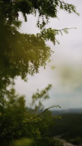 A cinematic view of the waving branches of a coniferous tree. Mountain forest. Green juniper needles. Sounds of nature. Summer weather. Lovely nature. Active leisure. Light wind. Sunlight.