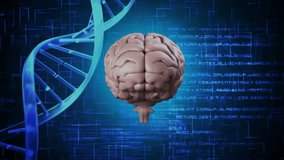 Animation of digital data processing over dna strand and human brain. Global artificial intelligence, connections, computing and data processing concept digitally generated video. - Powered by Shutterstock - Get 15% off with code: PIKWIZARD15