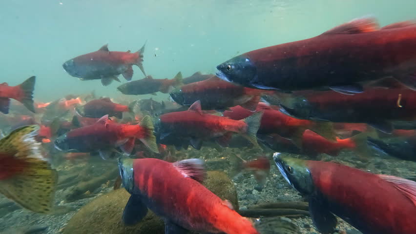 Kokanee salmon spawning upstream in creek, underwater video