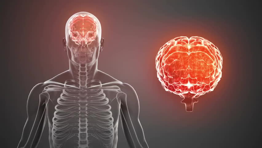 Human brain and spinal cord anatomy animation over transparent body illustration. healthcare, medical, neuroscience, nervous system, biology, human body