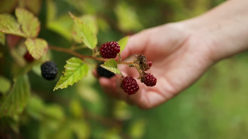 Blackberry. Rubus Eubatus. Harvesting blackberries by hand. Wild ripe and unripe blackberries grow on the bush. Female hands holding a blackberry. Selective focus. High quality FullHD footage