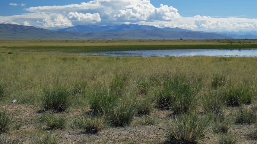 Video of Altai natural landscape in the Chuya steppe. In the foreground is a cereal steppe. In the lake reflection of mountains, sky and clouds. In the background are mountains of Kurai mountain range
