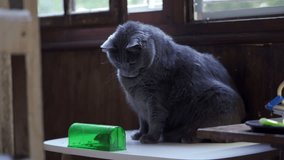 domestic cat watches and plays with a mouse caught in a mousetrap. Humane mouse plastic trap live catch and release rodents, safe around children and pets. - Powered by Shutterstock - Get 15% off with code: PIKWIZARD15
