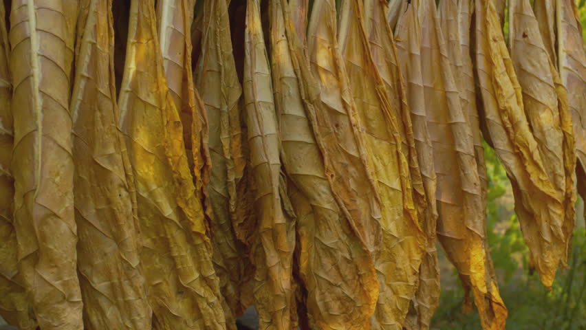 Lots of tobacco leaves hanging on a rope to dry. Harvest of tobacco leaves. Background of tobacco leaves close-up.