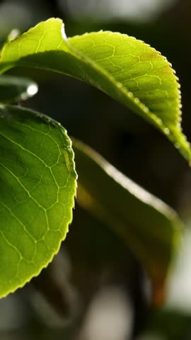 Close up for green plants watering in greenhouse. Water drops falling on green leaves in vegetable garden.