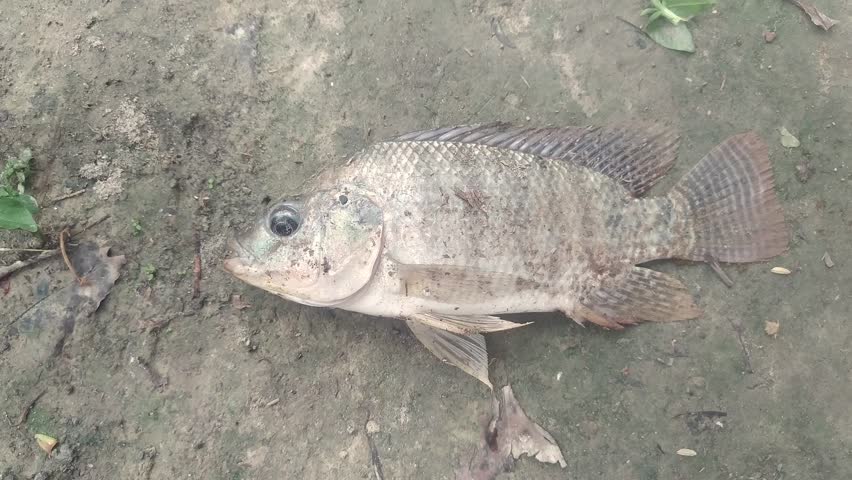 Fish jumps on the ground
