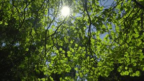 Nature's Stained Glass: Sunlit Leaves in the Forest - Powered by Shutterstock - Get 15% off with code: PIKWIZARD15