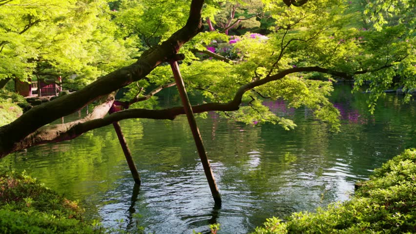 traditional zen Japanese garden in Tokyo in summer with a pond and Japanese maples trees, sunshine in Japanese garden, decorative garden in Tokyo