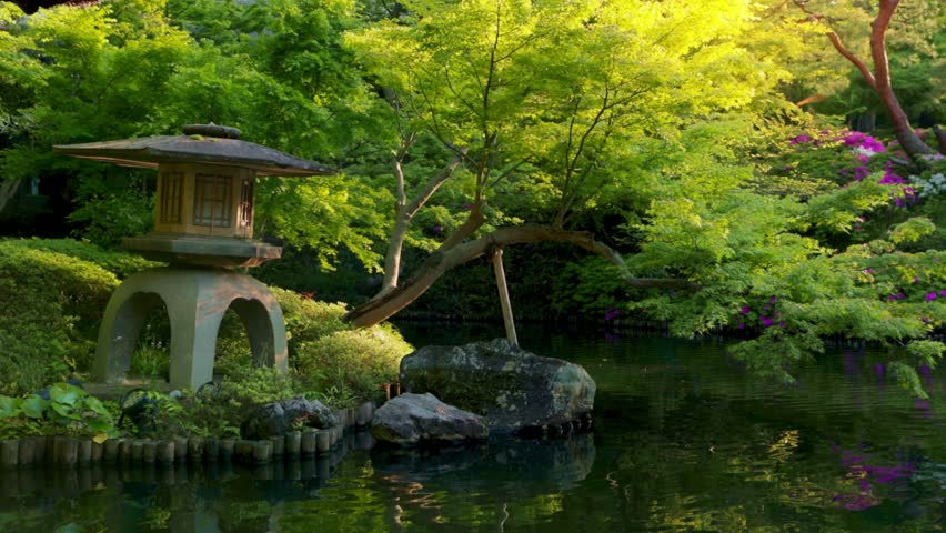 gimbal shot of a traditional zen Japanese garden in Tokyo in summer with a pond and Japanese maples trees, sunshine in Japanese garden, decorative garden in Tokyo. 