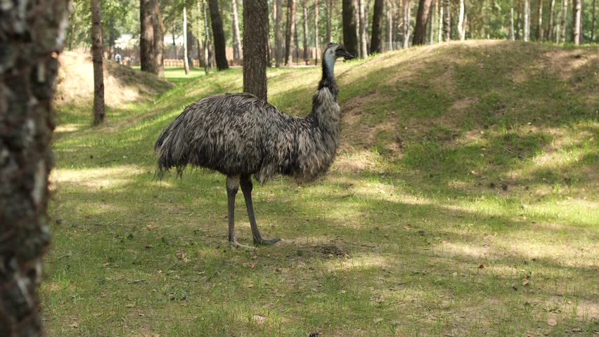 Emu gracefully wandering through a sunlit park setting