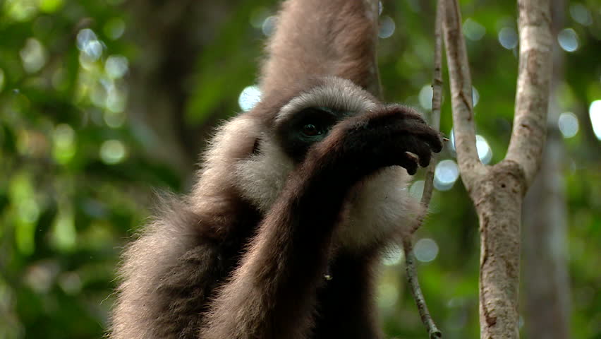 Borneo gibbons have gray-brown fur. The face is usually darker in color compared to the body.
They are small, agile monkeys weighing around 4 to 7 kg.