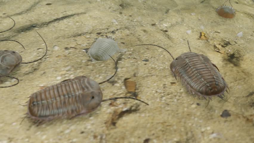 
An animation of prehistoric Trilobites scavenging on a Silurian Period seafloor 420 million years ago.