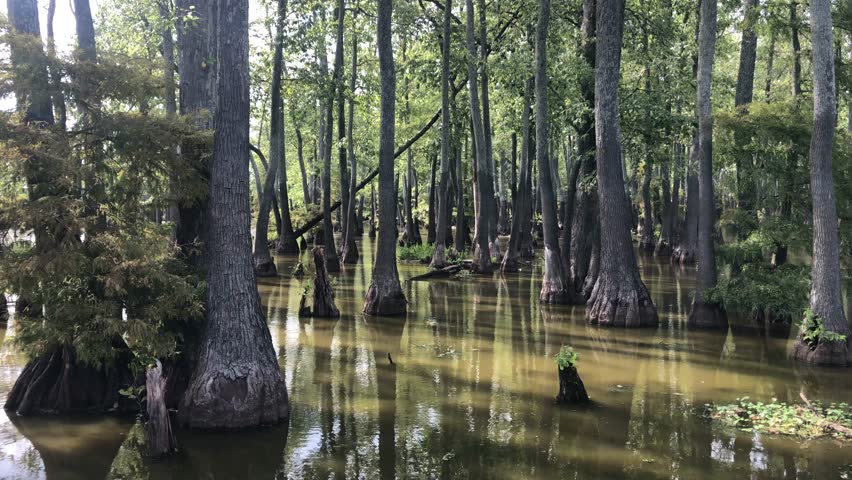 Peaceful wetlands with cypress trees a great place for relaxing, thinking, kayaking and camping 