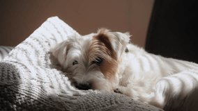 Close up view of A Jack Russell dog lying on the sofas with pillows at home in the sunlight and sleep - Powered by Shutterstock - Get 15% off with code: PIKWIZARD15