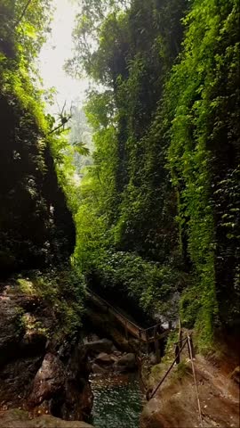 Lush green leaves is moving from the wind over the clif.