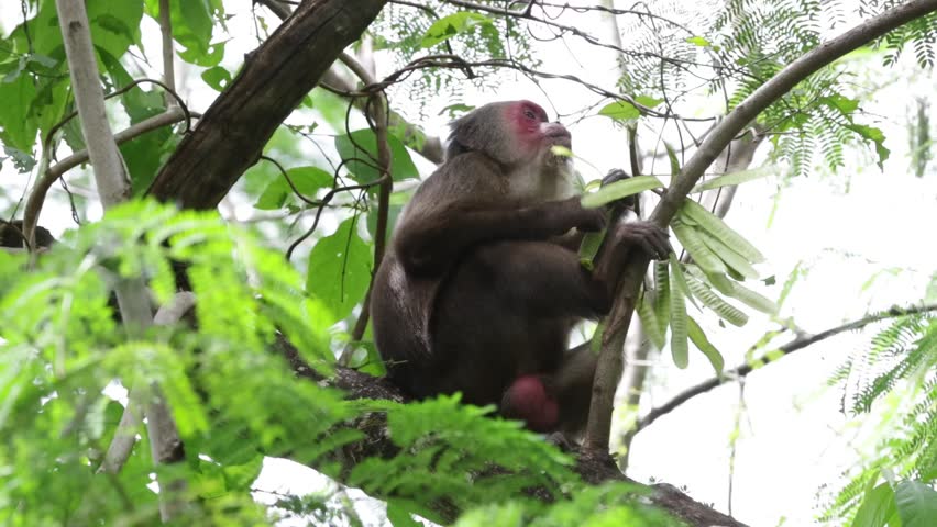 Saen monkeys are a species of monkey that is highly intelligent and has the ability to imitate human behavior. They usually live in tropical forests and often have dark fur.