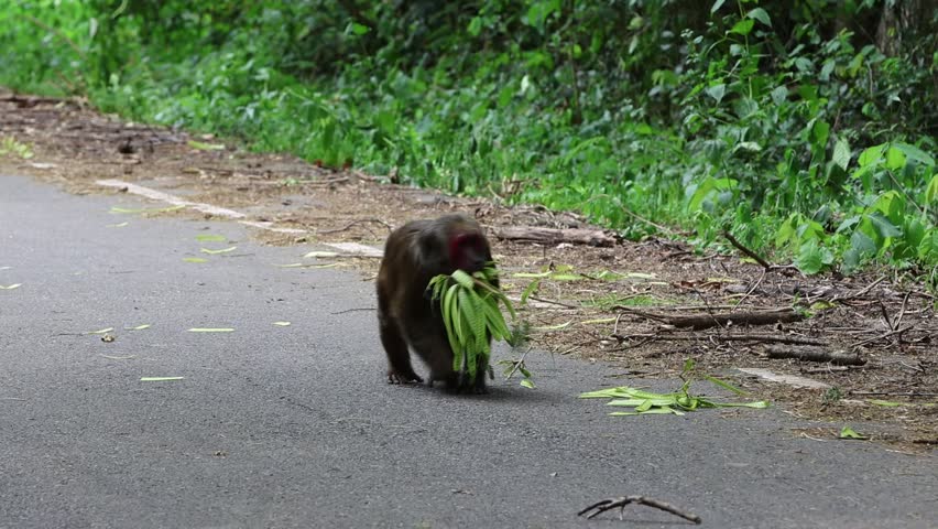 Saen monkeys are a species of monkey that is highly intelligent and has the ability to imitate human behavior. They usually live in tropical forests and often have dark fur.