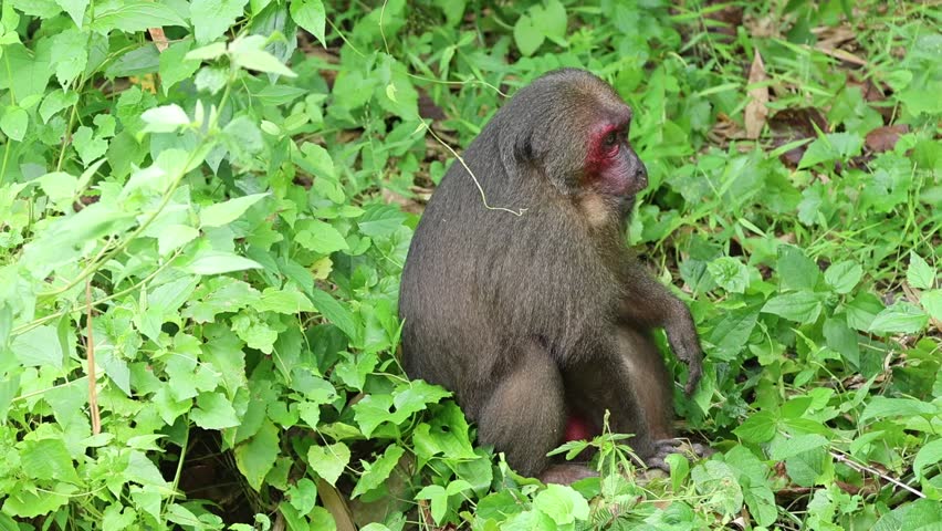 Saen monkeys are a species of monkey that is highly intelligent and has the ability to imitate human behavior. They usually live in tropical forests and often have dark fur.