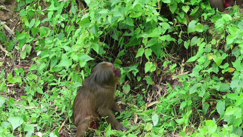 Saen monkeys are a species of monkey that is highly intelligent and has the ability to imitate human behavior. They usually live in tropical forests and often have dark fur.