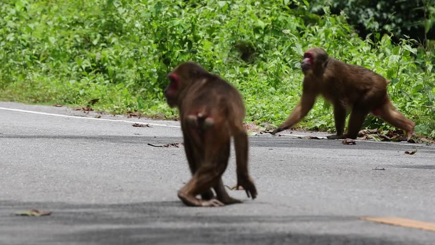 Saen monkeys are a species of monkey that is highly intelligent and has the ability to imitate human behavior. They usually live in tropical forests and often have dark fur.