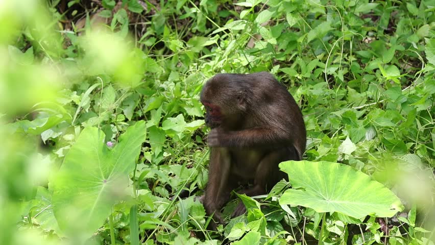 Saen monkeys are a species of monkey that is highly intelligent and has the ability to imitate human behavior. They usually live in tropical forests and often have dark fur.