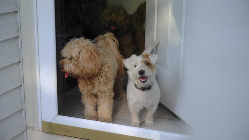 Goldendoodle and Jack Russell Terrier dog pet at home, sitting near glass door and looking