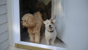 Goldendoodle and Jack Russell Terrier dog pet at home, sitting near glass door and looking - Powered by Shutterstock - Get 15% off with code: PIKWIZARD15