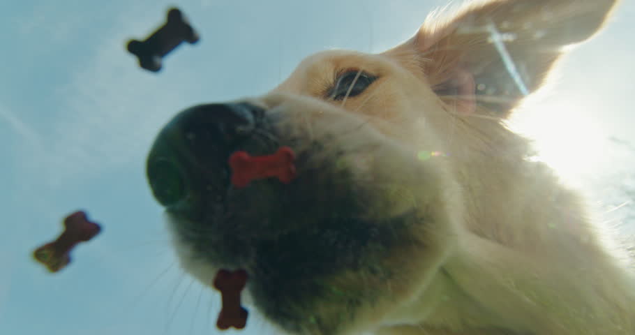 A hungry Golden Retriever eats dry food, viewed from below through a glass dish. The dog's teeth are visible as it eagerly devours the food against the backdrop of a blue sky.
