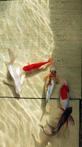Colorful decorative fish float in an artificial pond, view from above