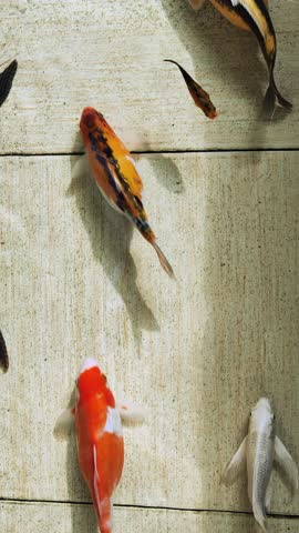 Colorful decorative fish float in an artificial pond, view from above